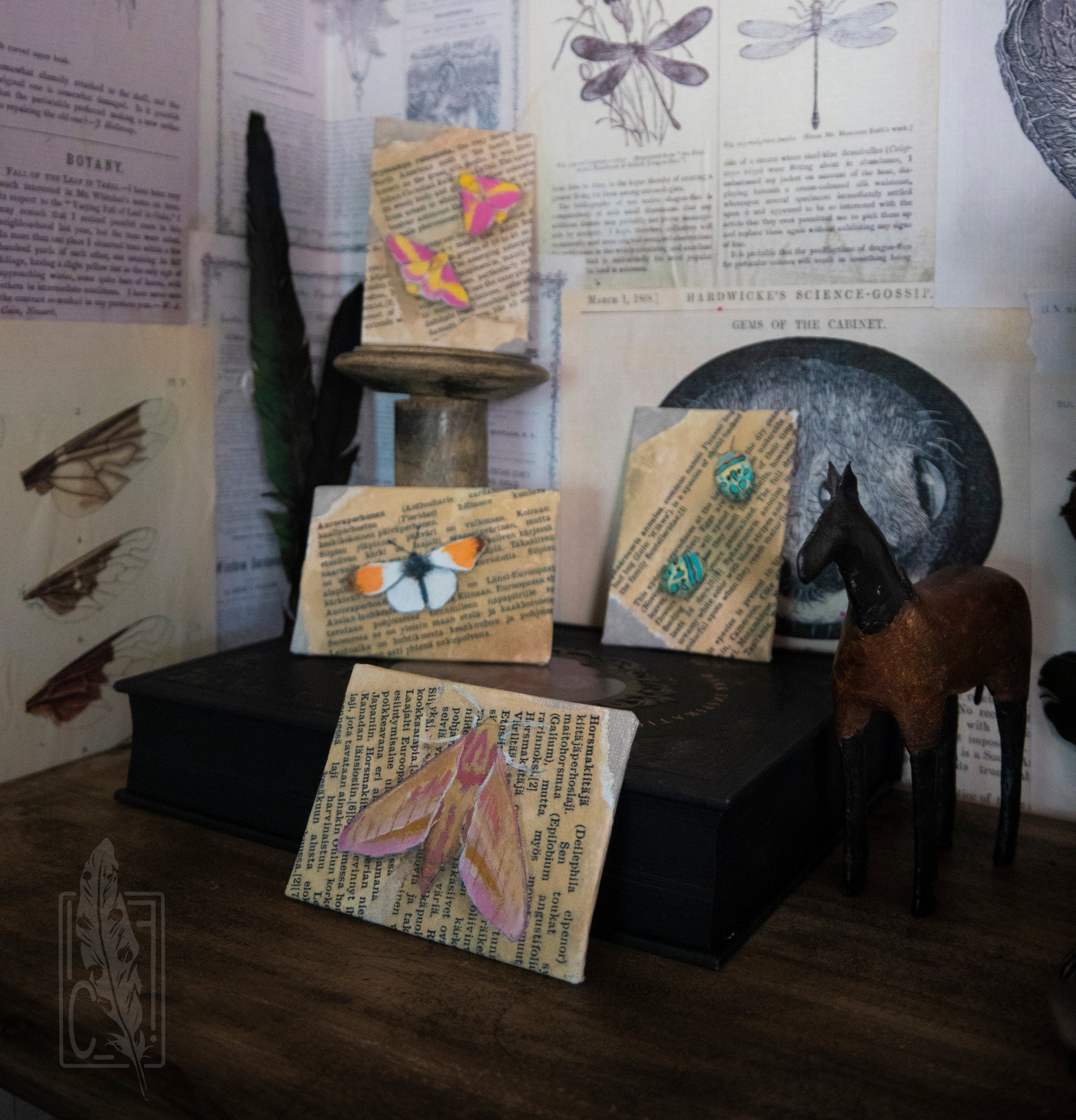 Decorative display with insect-themed paintings on display in a bookcase with a dark academia, vintage style vibe.
