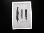Feathers