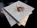 Fantasy bugs