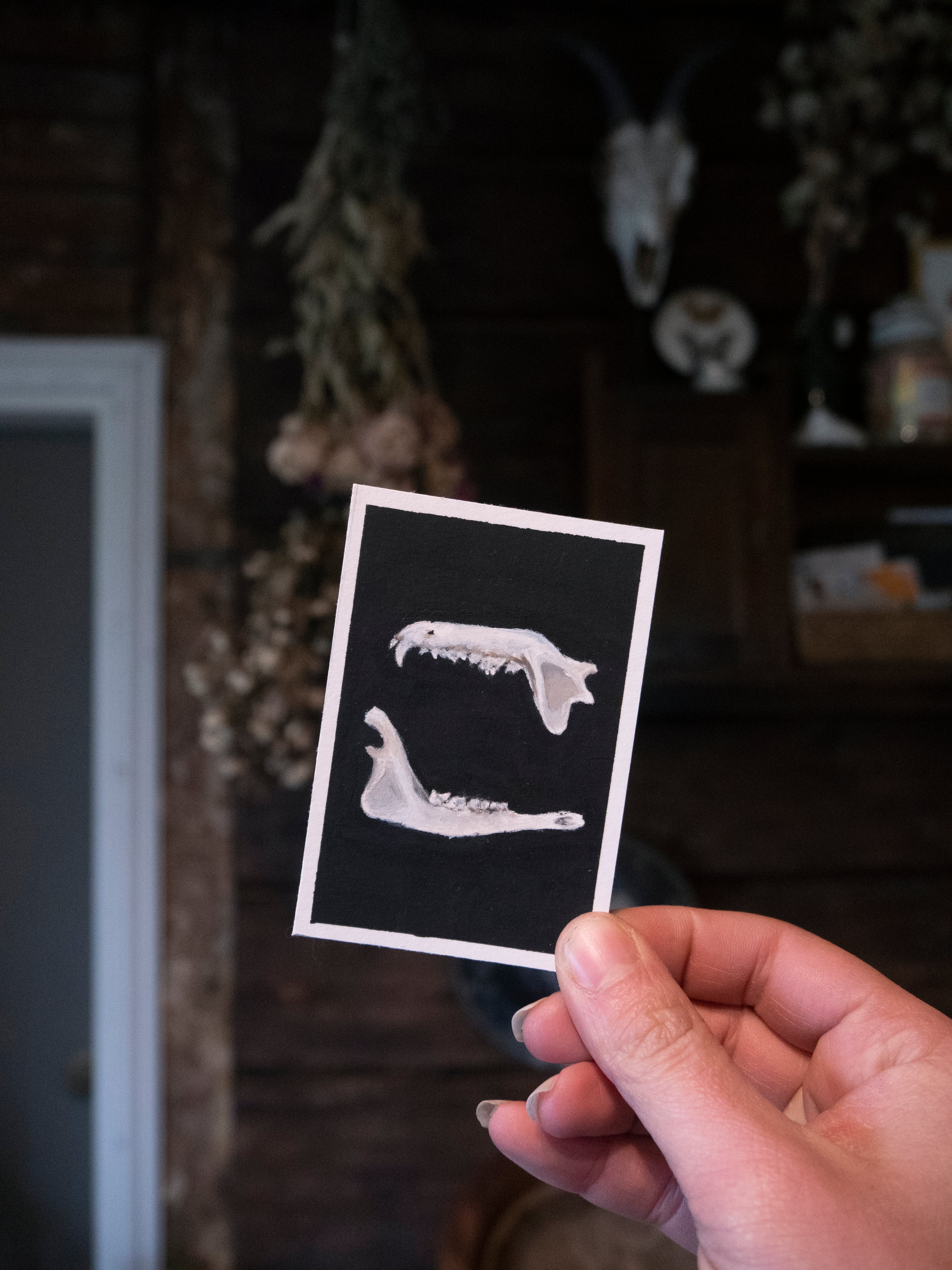 Skulls and bones: Jaws