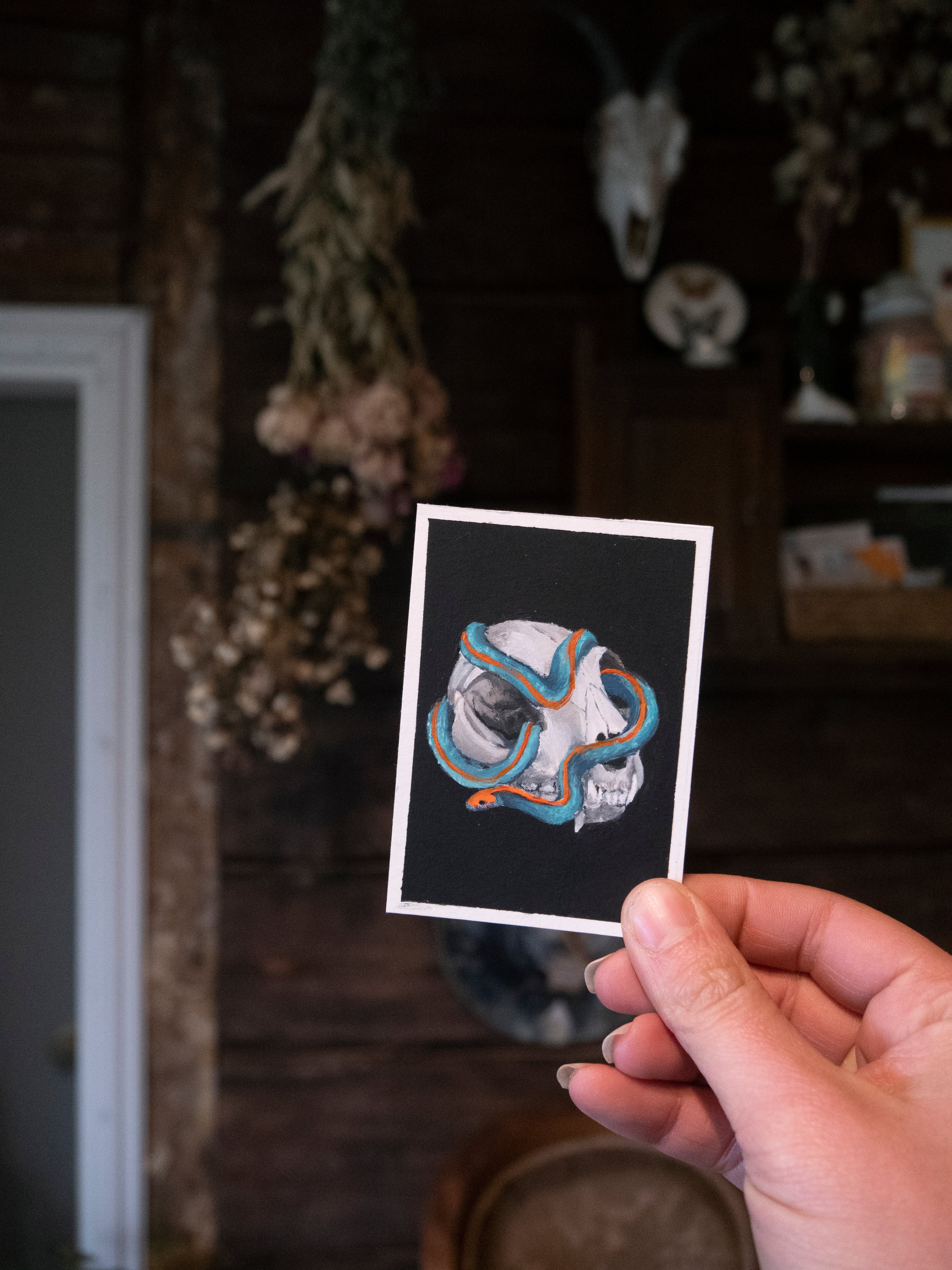 Skulls and bones: Cat skull