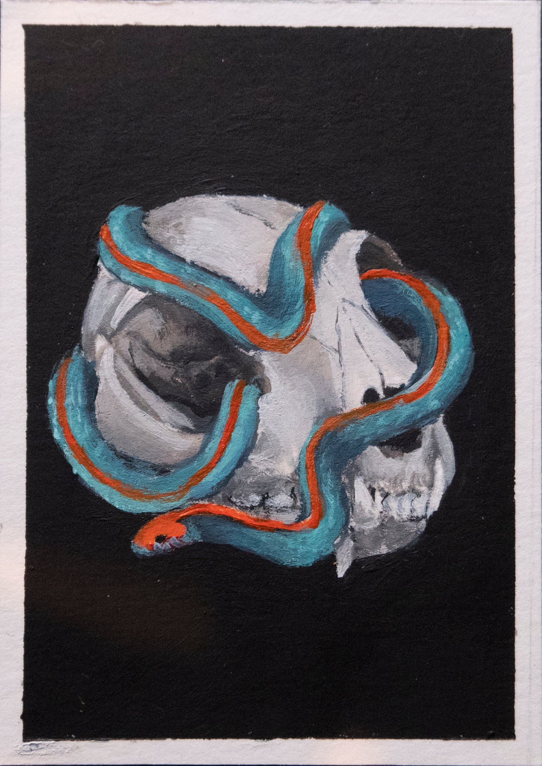 Skulls and bones: Cat skull