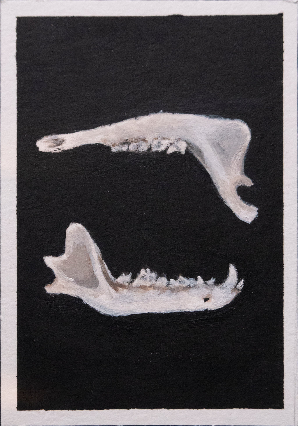 Skulls and bones: Jaws