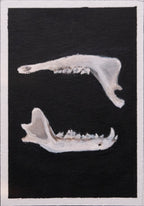 Skulls and bones: Jaws