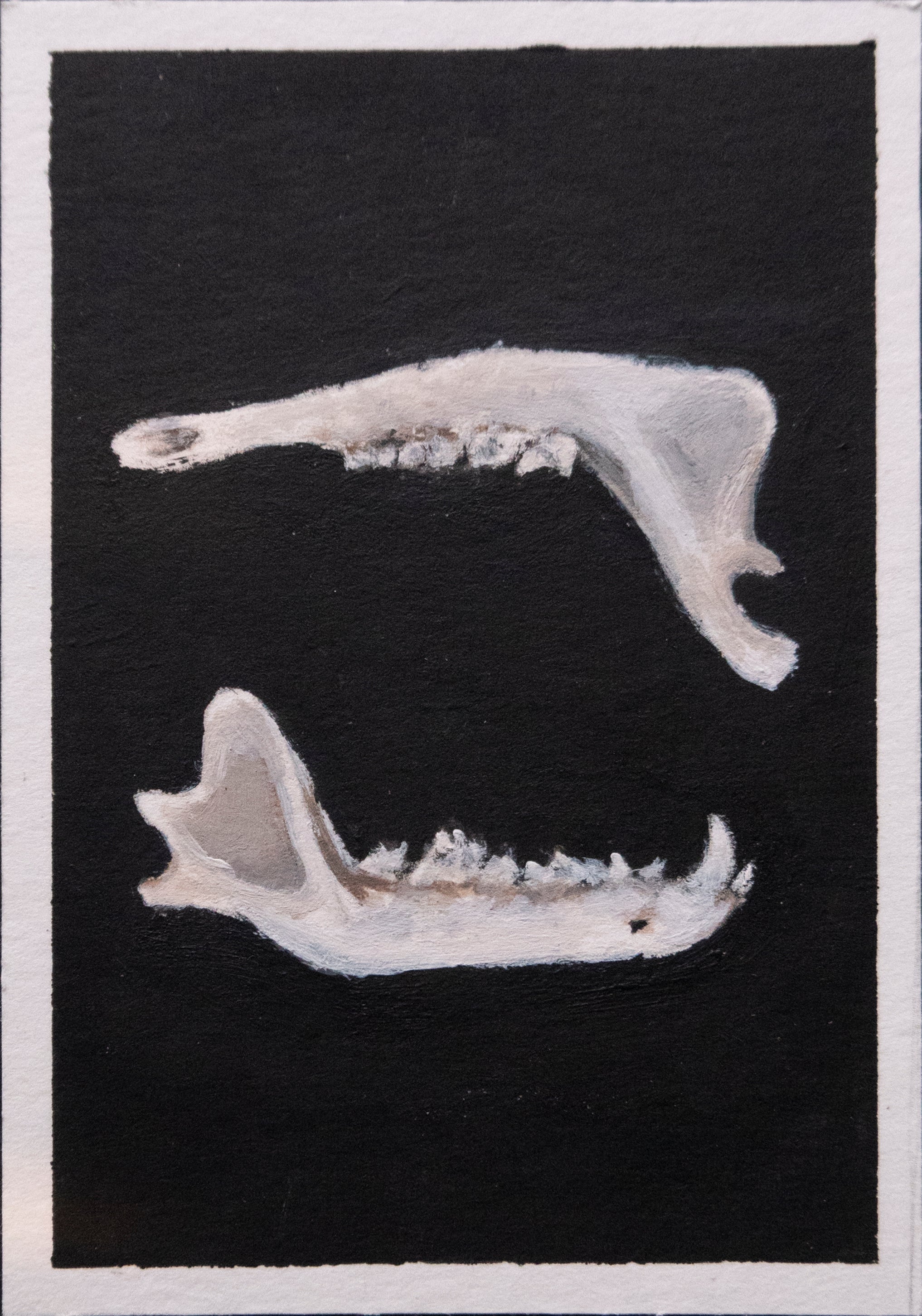 Skulls and bones: Jaws