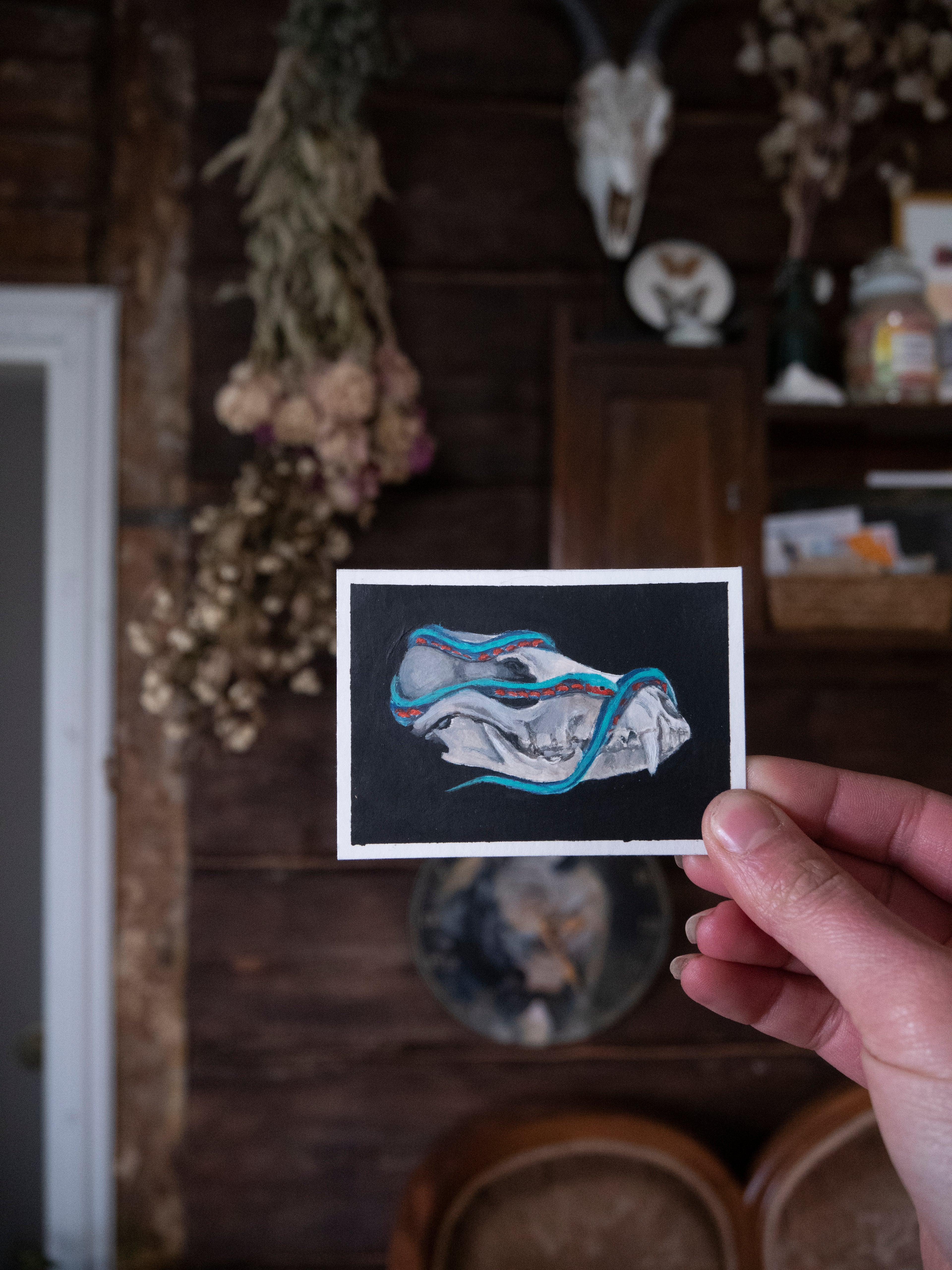 Skulls and bones: Canine skull