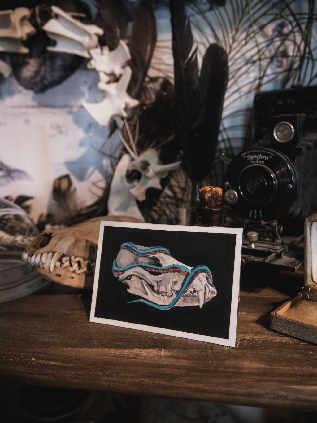 Skulls and bones: Canine skull