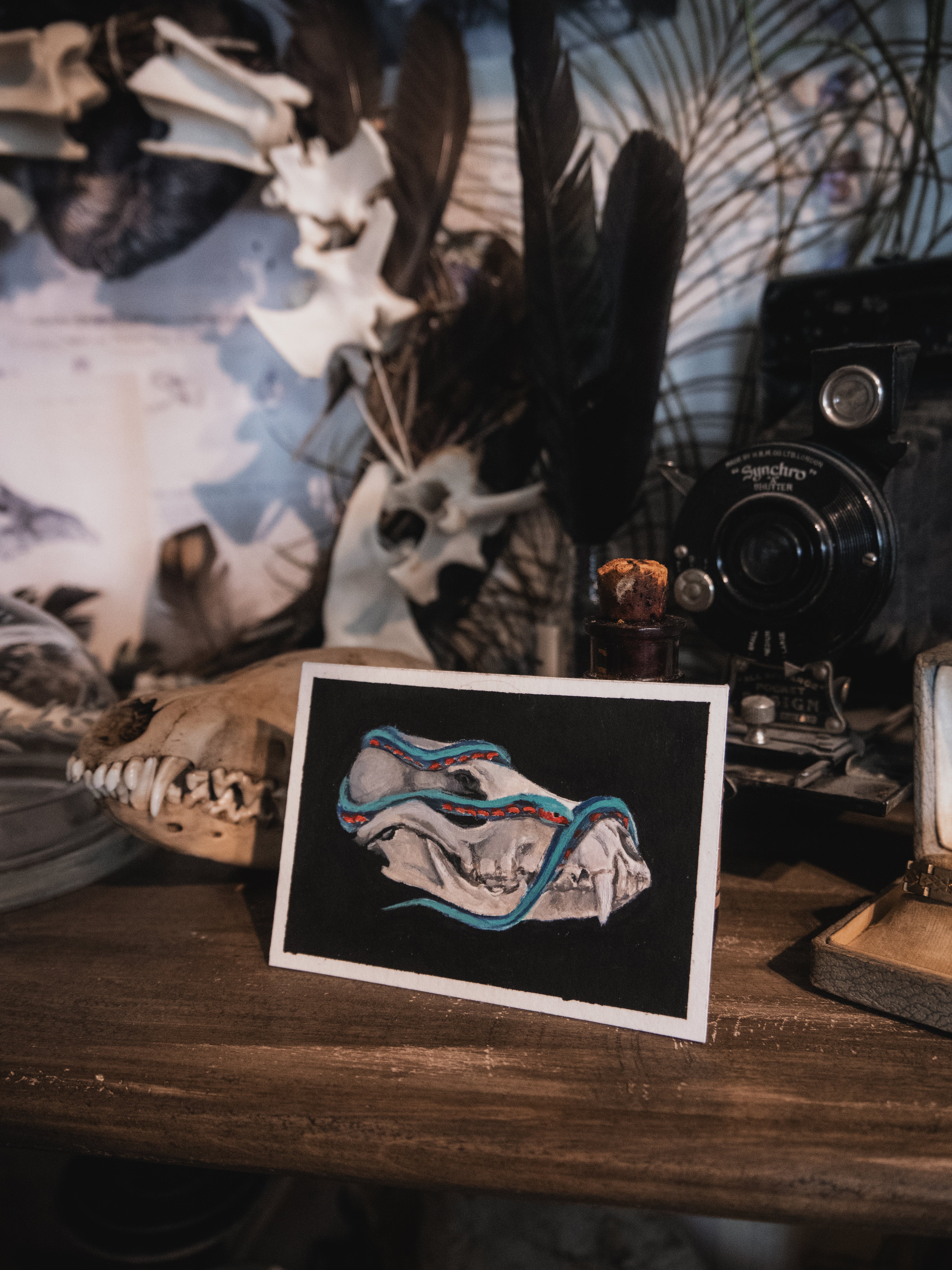 Skulls and bones: Canine skull