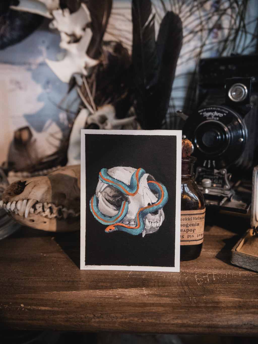 Skulls and bones: Cat skull