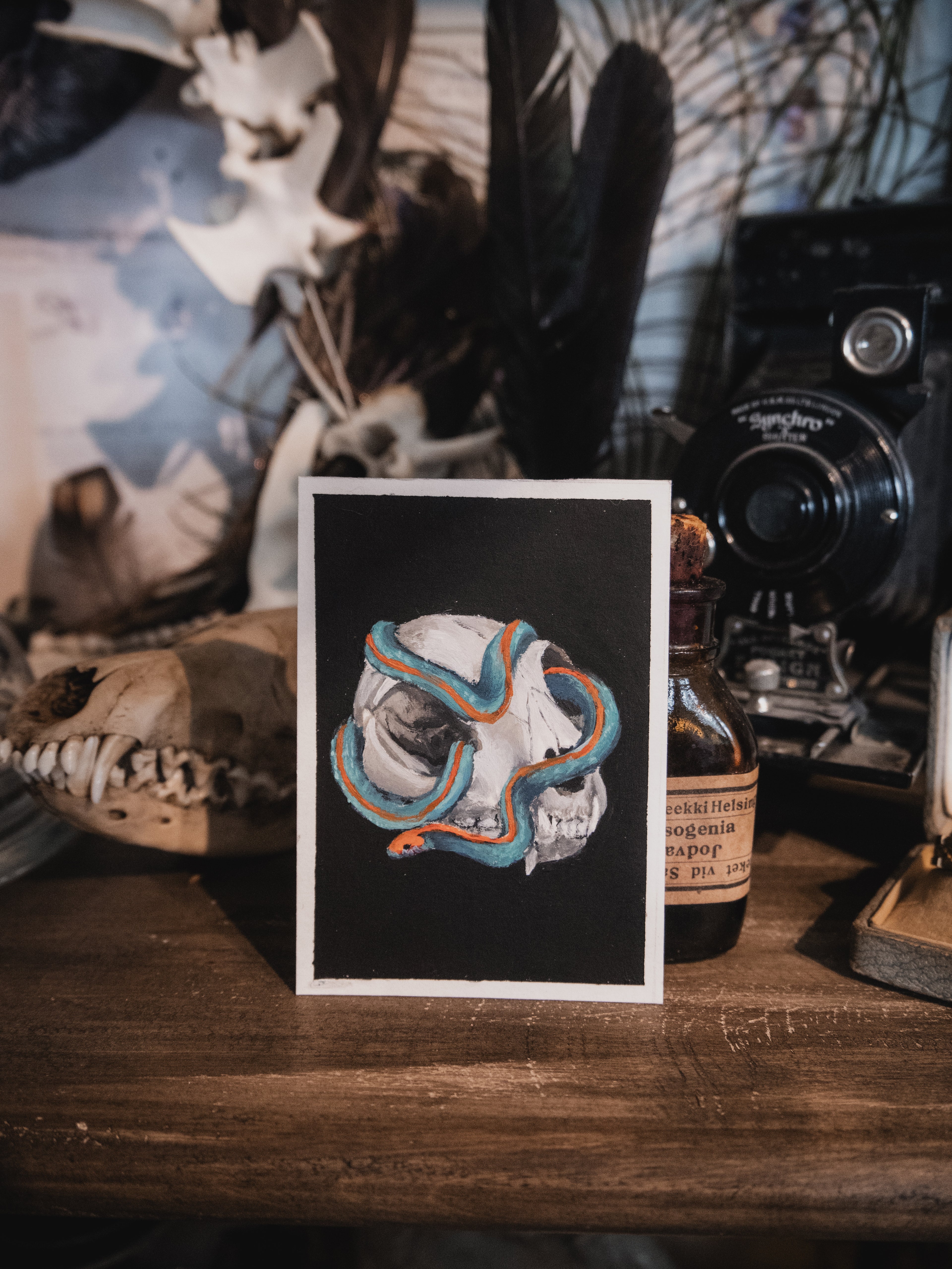 Skulls and bones: Cat skull