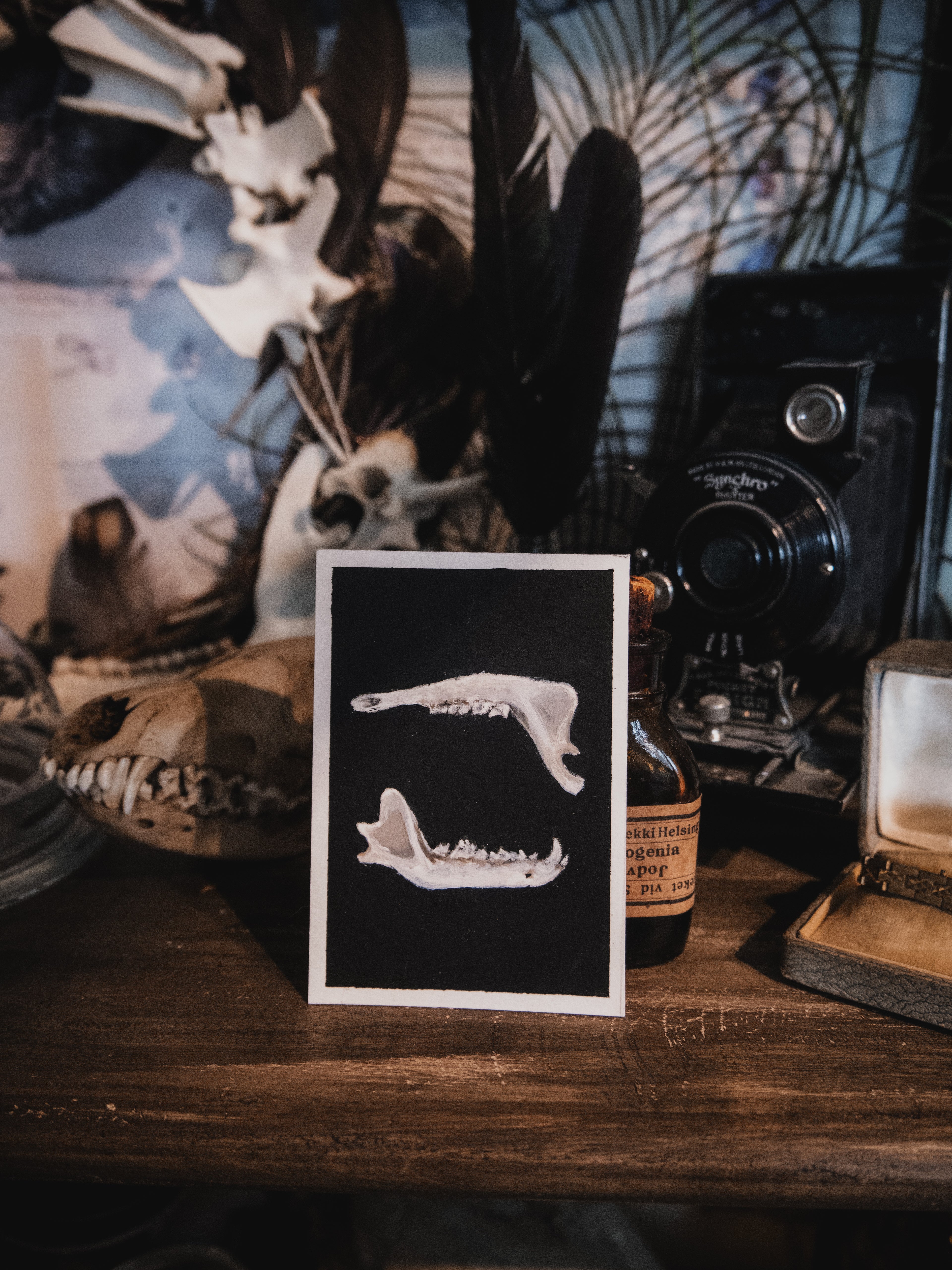 Skulls and bones: Jaws